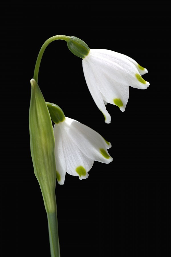 Spring Snowdrop Flowers by Joy Watson